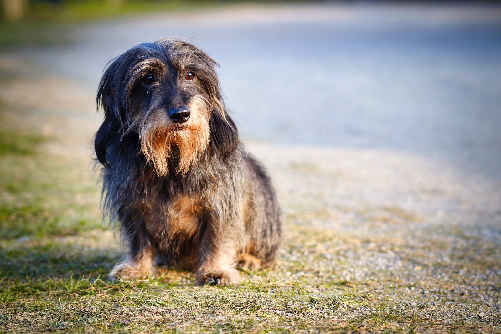ミニチュア ダックスフンドの抜け毛の時期 換毛期は年2回 老犬と暮らす ぱんだがや ミニチュア ダックスフンドの抜け毛の時期 換毛期は年2回 老犬と暮らす ぱんだがや