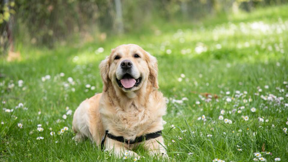 共働き二人暮らし（＋老犬）にルンバは必要【人生最大のライフハック】早く導入して！犬と相性良い